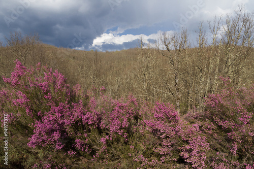 Plantas de Brezo florecido en primavera con flores de color rosa o malva sobre fondo de bosque de robles soleado