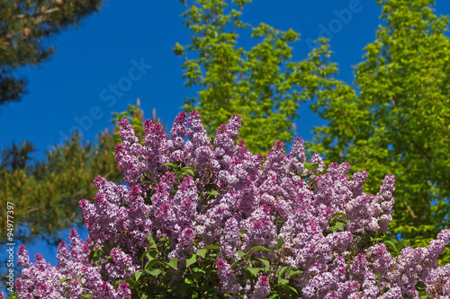 Mata de lilas de color rosa o malva con fondo de arbolado verde en primavera