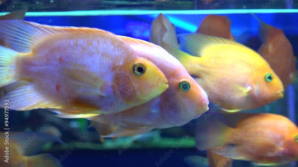 Cute Orange Fish in Aquarium. Blue background. 4K UltraHD video. Cute Orange Fish in Aquarium. Blue background. 4K UltraHD video.