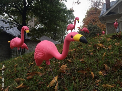 Flock of plastic flamingos