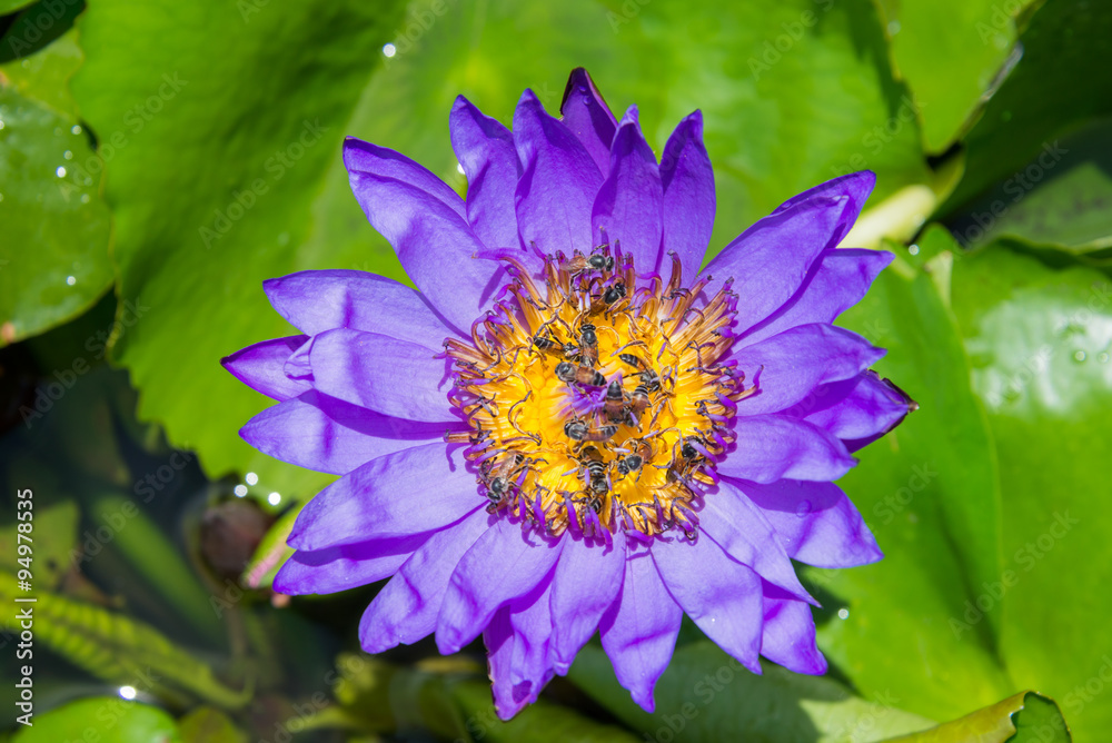 Colorful blooming purple (violet) water lily (lotus) with bee is trying to keep nectar pollen from it. Colorful blooming purple (violet) water lily (lotus) with bee is trying to keep nectar pollen from it.