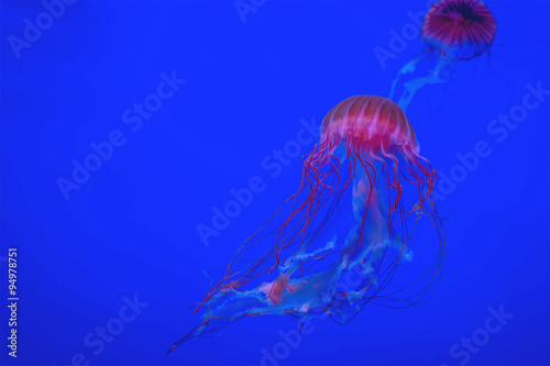 Red yellyfish in the dark blue ocean or aquarium