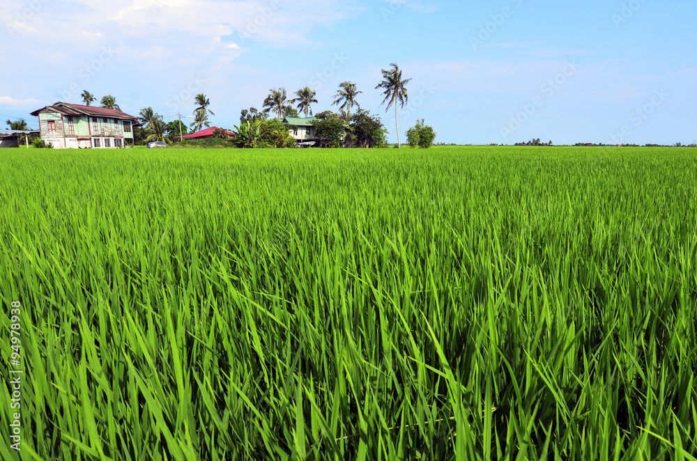 Fototapeta premium Rice paddy field in early stage at Malaysia. Coconut tree and ho