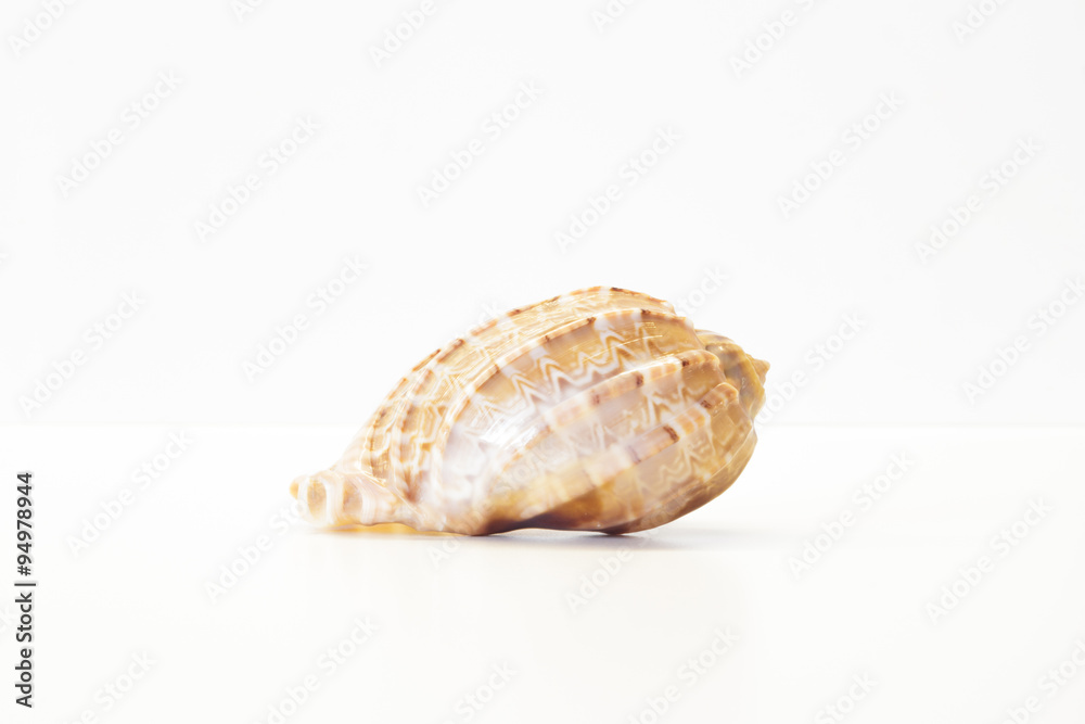 Beautiful sea shell Beautiful sea shell