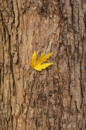yellow leaf on tree trunk