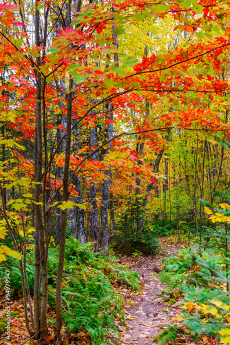 Colourful trail through the woods with deep red leaves on the trees