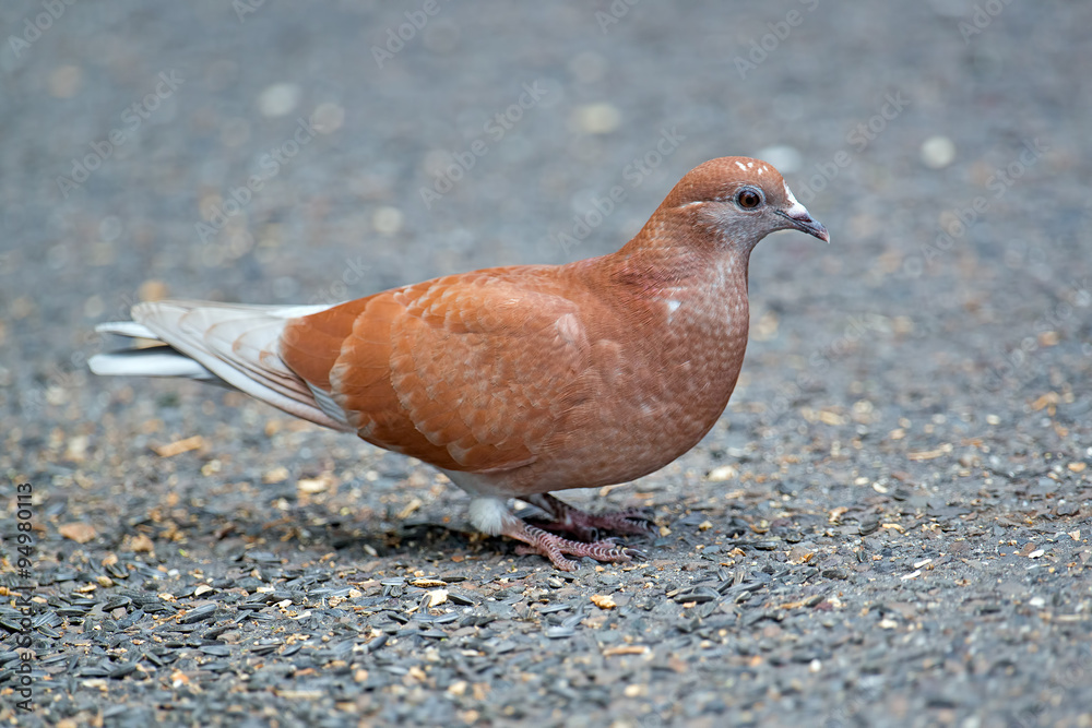 Rock Pigeon