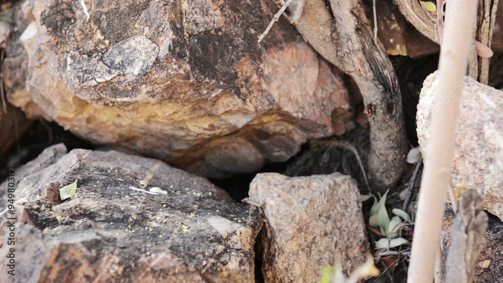Four-striped grass mouse (Rhabdomys pumilio) in Botswana, Africa finding food and hiding in rocks in high definition panning footage Four-striped grass mouse (Rhabdomys pumilio) in Botswana, Africa finding food and hiding in rocks in high definition panning footage