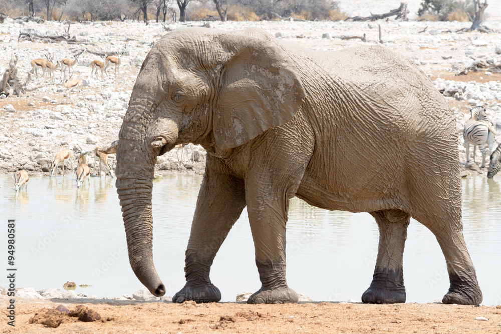 Naklejka premium Muddy elephant at waterhole.
