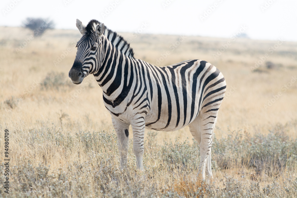 Naklejka premium Zebra standing in grass land.