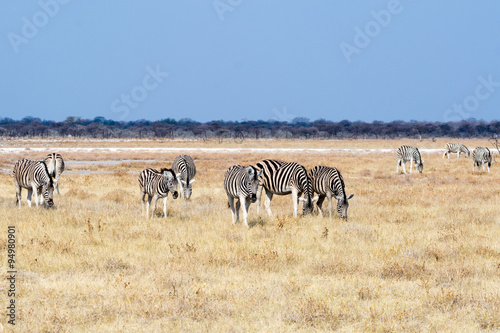 Group of zebras.