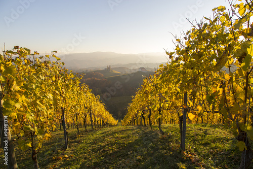 Fototapeta Naklejka Na Ścianę i Meble -  Herbst im südsteirischen Weinland, Steiermark,Österreich