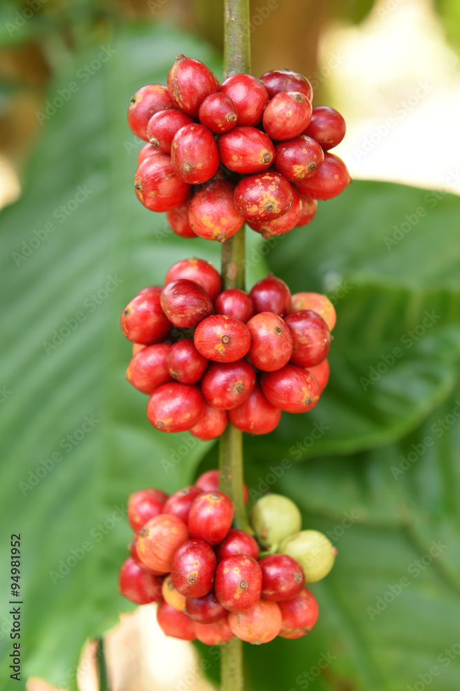 Coffee beans ripening on a tree. Coffee beans ripening on a tree.