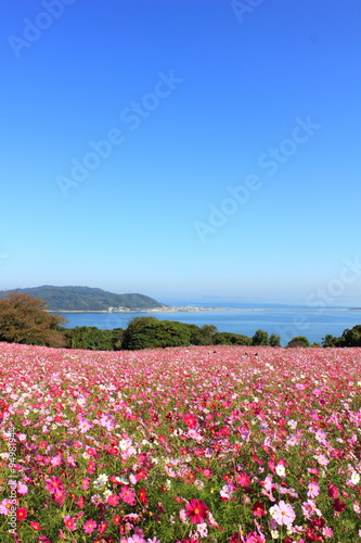 Wallpaper Mural 福岡　のこのしまアイランドパーク　コスモス畑 Torontodigital.ca