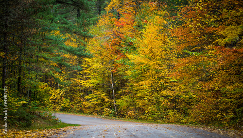 Autumn color illuminates the forest  in late September.