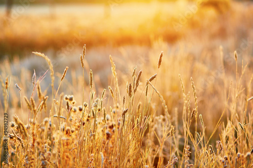 Beautiful golden grass field at sunset
