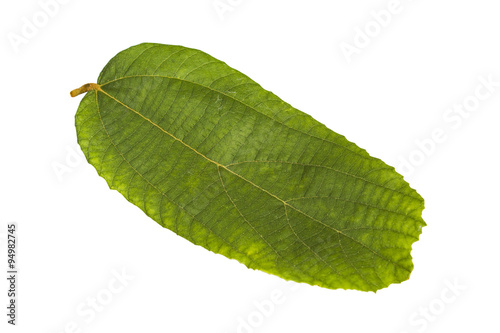 Microcos Tomentosa Smith leaf photo