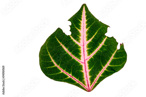 Leaf with holes  eaten by pests isolated on white background