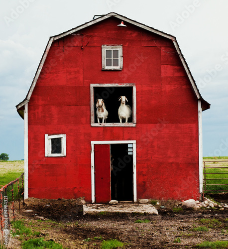 Fotobehang Two goats in a barn