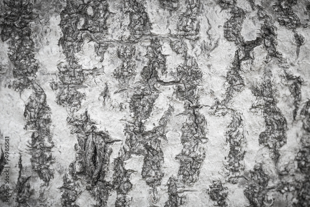 Wood trunk white color background. Wood trunk white color background.
