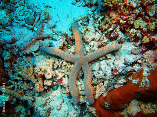 Starfish  Island Bali