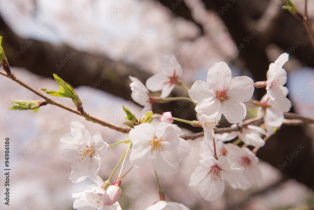 さくら SAKURA さくら SAKURA