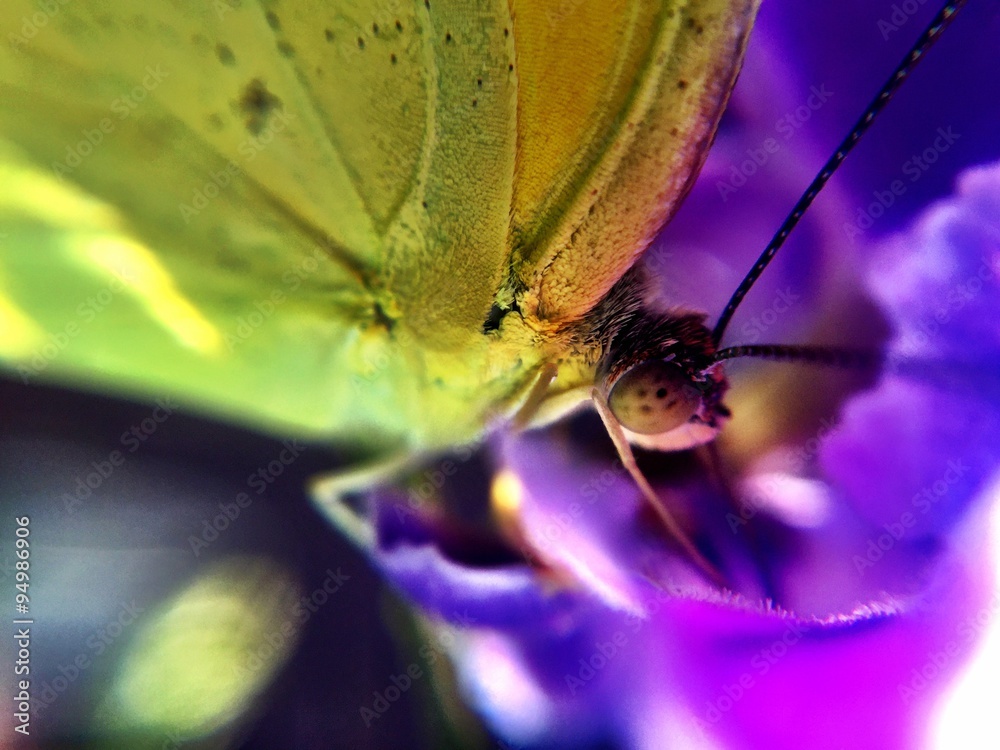 Obraz premium dentro de 