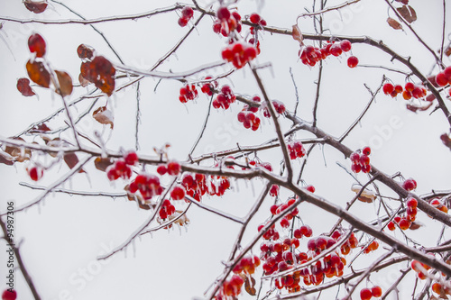 branches with red berries in ice on the backdrop of winter