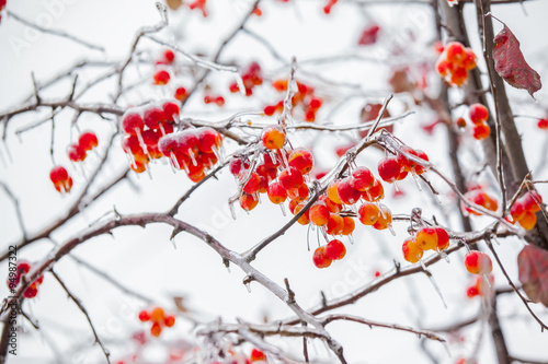 branches with red berries in ice on the backdrop of winter