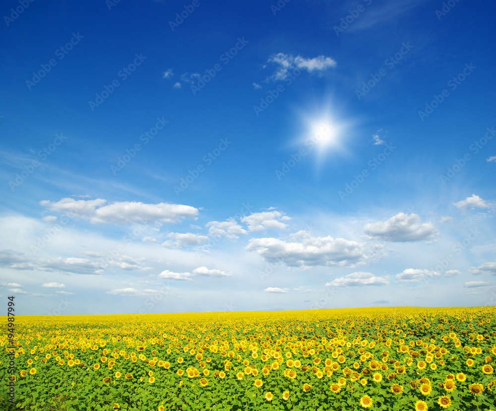 Obraz premium field of sunflowers