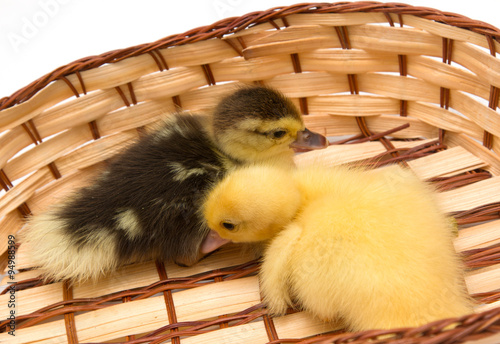 duckling in a basket
