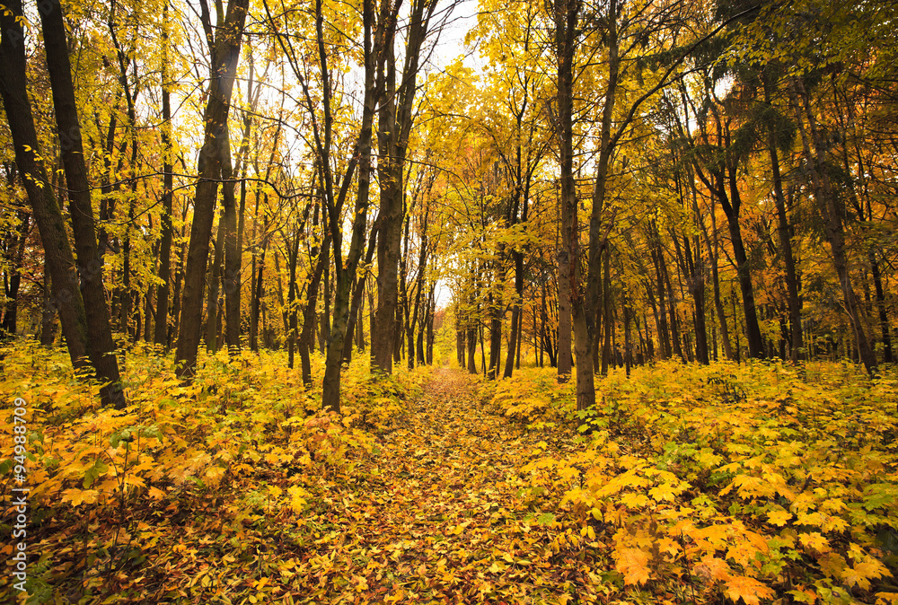 Obraz premium Forest