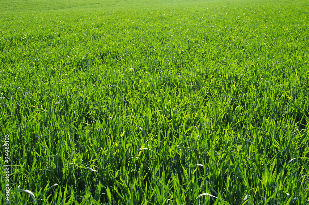 green grass green grass