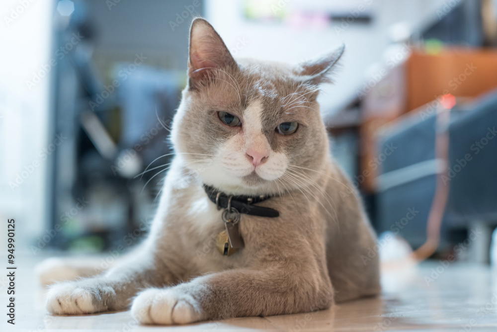 closed up the fatty grey cat is looking something closed up the fatty grey cat is looking something