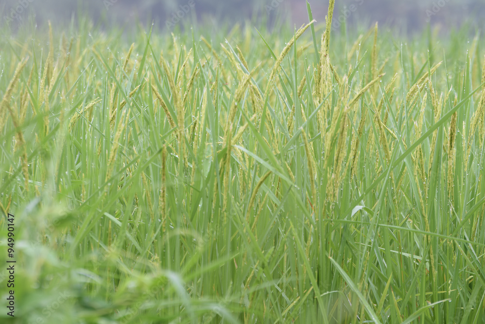 closed up the ear of rice in a field