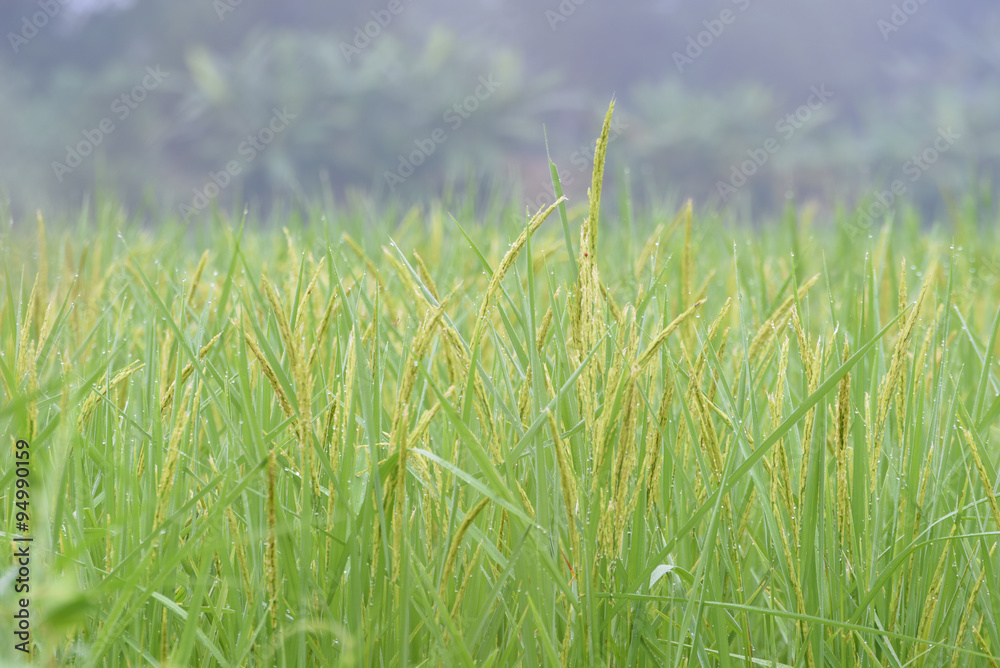 closed up the ear of rice in a field