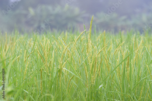 closed up the ear of rice in a field