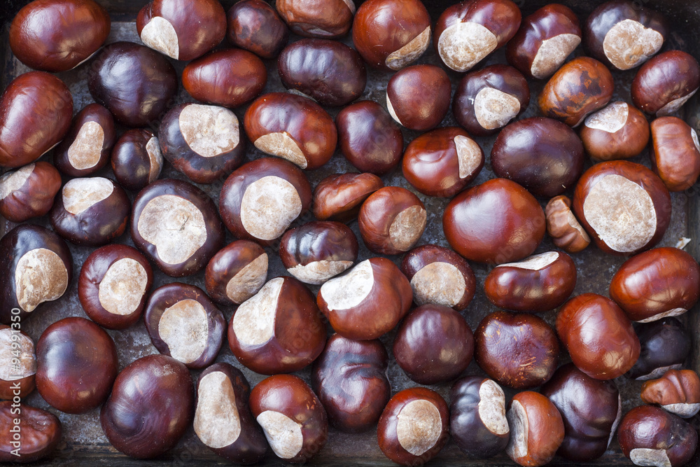 Rich brown autumn conkers from a horse chestnut tree as an abstract background texture Rich brown autumn conkers from a horse chestnut tree as an abstract background texture