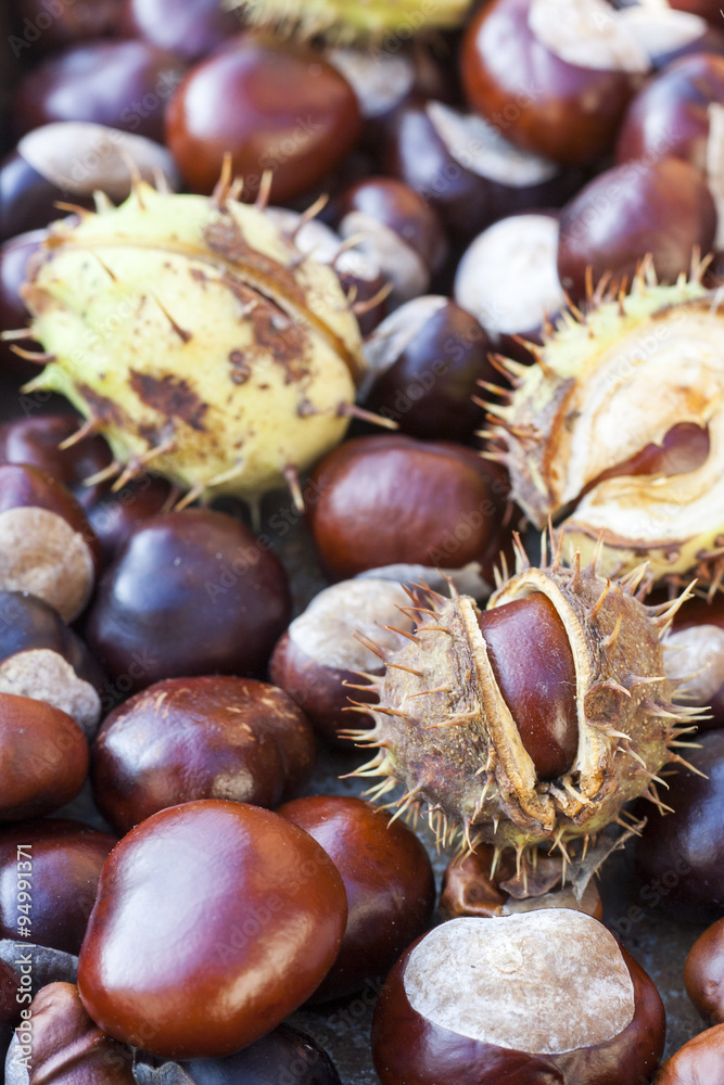 Rich brown autumn conkers from a horse chestnut tree as an abstract background texture Rich brown autumn conkers from a horse chestnut tree as an abstract background texture