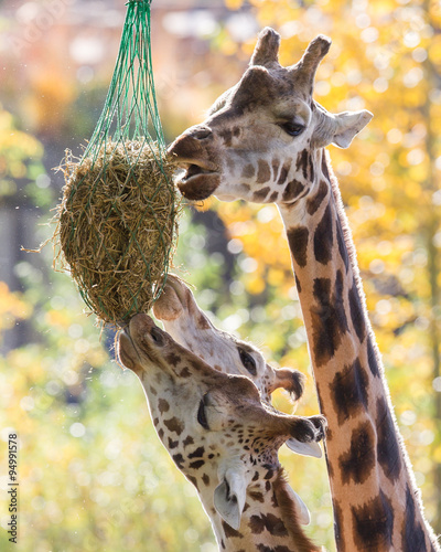 Photography Three giraffes eating hay
