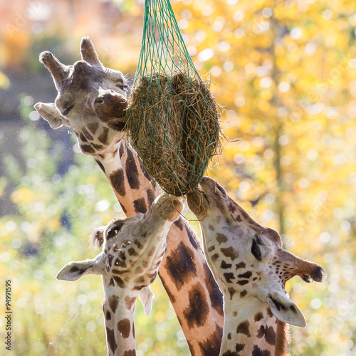 Photography Three giraffes eating hay