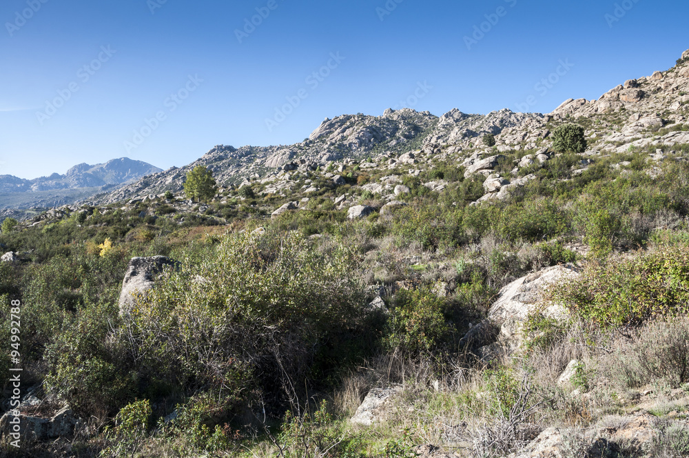 Mediterranean vegetation in Sierra de los Porrones, Guadarrama Mountains, Madrid, Spain.