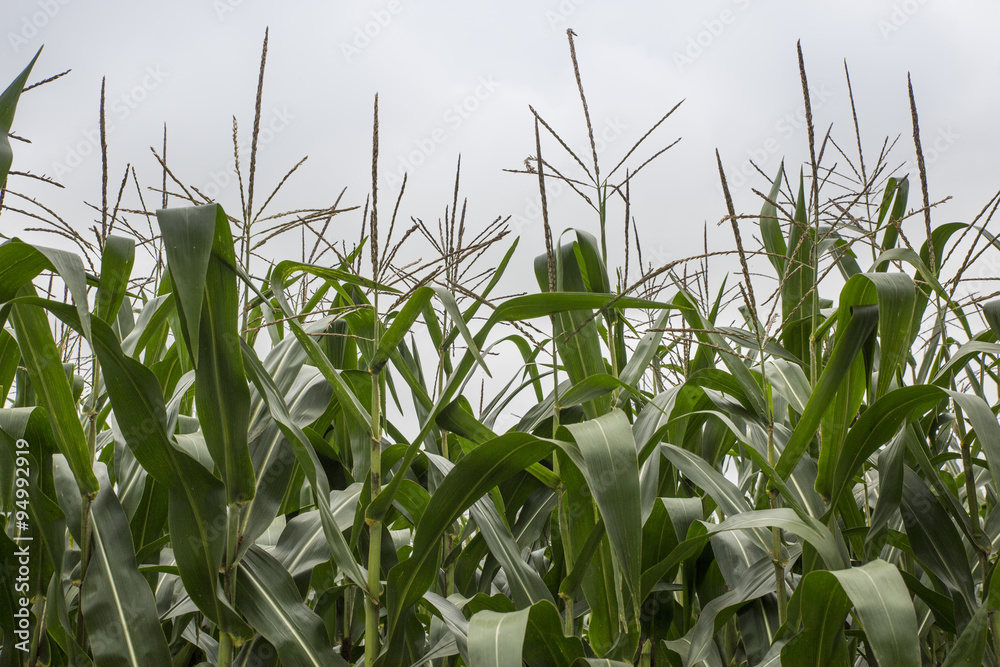 Obraz premium Flowering Maize
