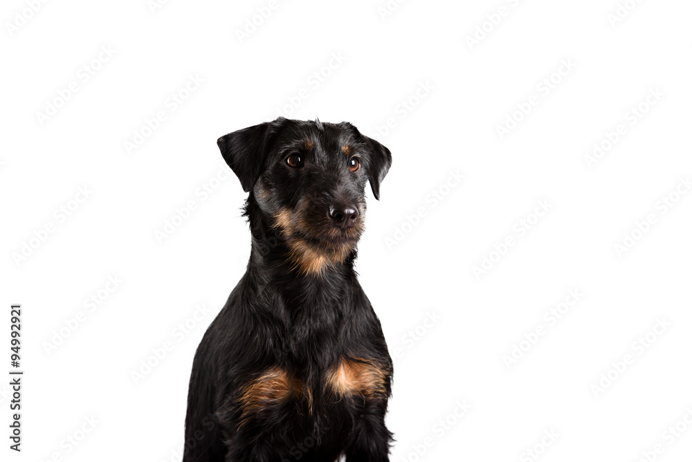 Jack russel terrier studio shot Jack russel terrier studio shot