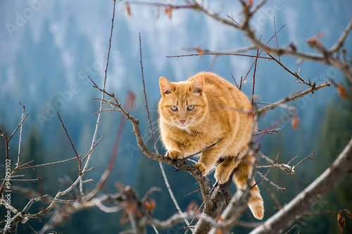 Горный кот