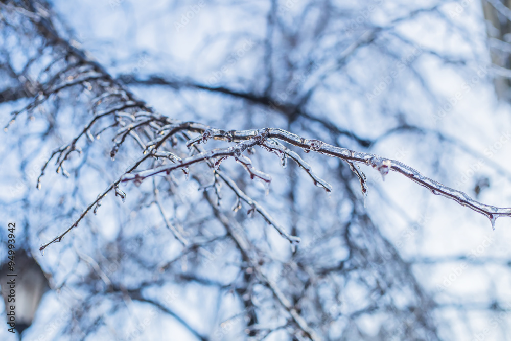 Beautiful winter branches in ice Beautiful winter branches in ice