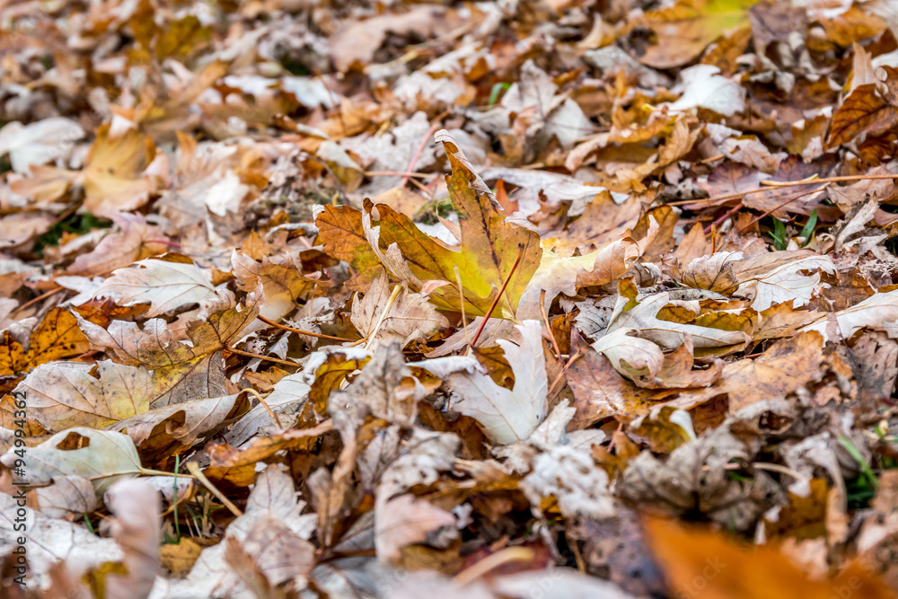autumn leaves autumn leaves