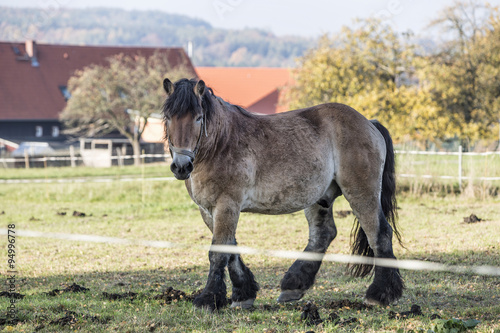 Heavy draft horse eating it's grass photo