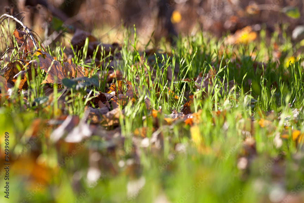sunlight in green grass