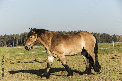 Heavy draft horse eating it's grass © murmakova